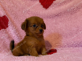Pomeranian cross chihuahua