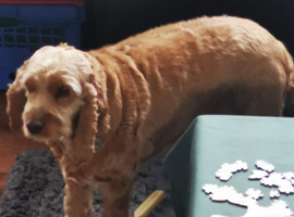 Cockapoo girl