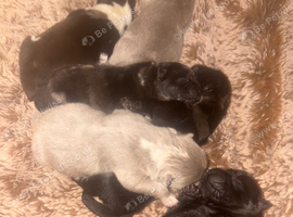 Beautiful lilac and Merle chow chow puppies