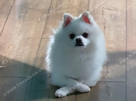Male pomeranian white age 3 years