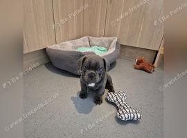 French bulldog puppy