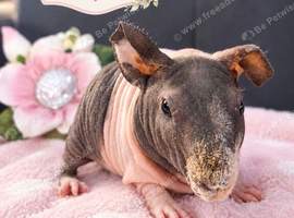 Purebred Skinny Pigs