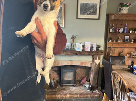 Parsons terrier x chihuahua