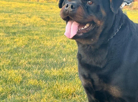 **Beautiful Female Rottweiler &ndash; 3 Years Old**