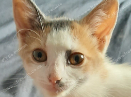 Adorable kitten for sale