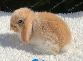 Pure bred mini lop baby rabbit.