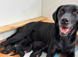 Labrador cross puppies
