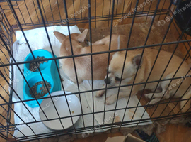 Two chihuahua boy and girl