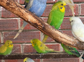 Lovely budgies males and females breeding conditions
