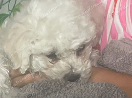 Puppie for sale