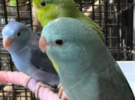 Hand Reared Baby Parrotlets available