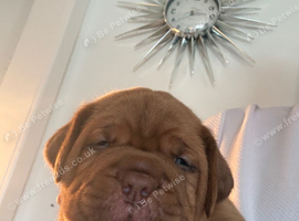 Dogue de Bordeaux puppies