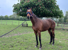 15.3 hh 6 yr old tb gelding