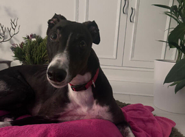 ***FERN RESCUE* GREYHOUND FOR ADOPTION***