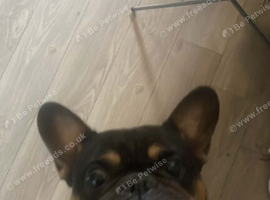 male french bull dog