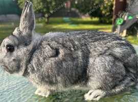 Grey Netherlands dwarf male