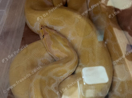 Albino Burmese python