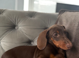 LC Reg male dachund
