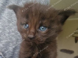 Maine Coon