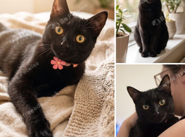 Loving forever home needed for our sweet Lucy