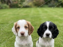 8 Week Old Working Cocker Boys