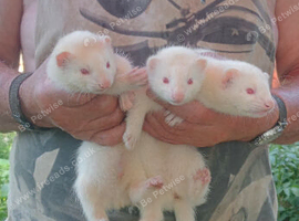 Beautiful kits for sale