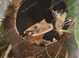 Lily white crested gecko male