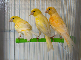 Mixed canaries for sale