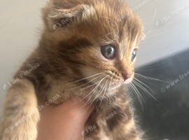 British Shorthair x Tabby Kittens &ndash; Born 23/05/26 &ndash; Reserving Soon