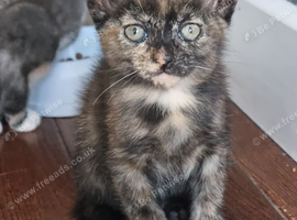 8 weeks old tortoiseshell kitten looking for new family