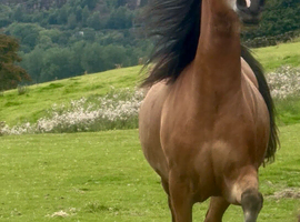 Registered Bay Welsh section D filly