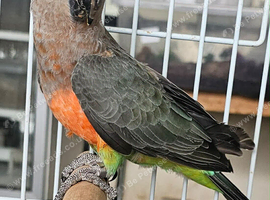 Red bellied parrot ( Poicephalus rufiventris)