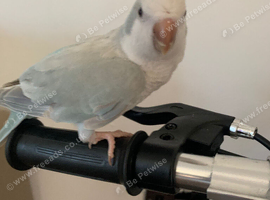 Tame baby Quaker
