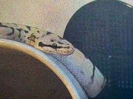 Spider het-clown Ball python