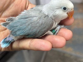 Baby lovebirds