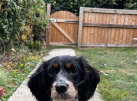Miniture working cocker girl