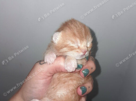 Beautiful ginger kittens