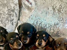 Gorgeous dachshund puppies