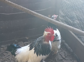 Pair of light Sussex Bantams