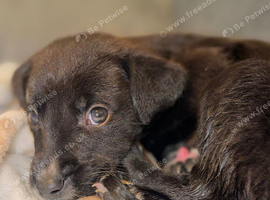 Puppy for sale