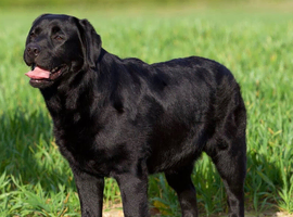 SHOW BLACK ENGLISH LABRADOR TOP QUALITY