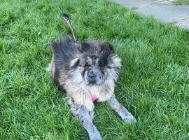 female blue merle chow chow