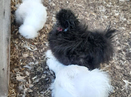 USA silkie bantam hens.