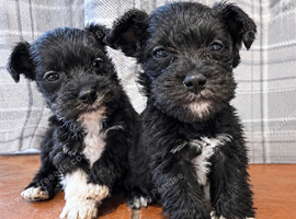 Schnauzer pups - LAST 4 pups remaining