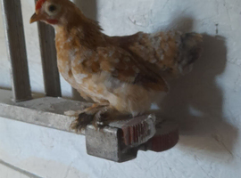 15 Bantam chickens
