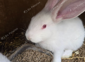 Continental Giant Rabbit Kits - Available for Booking