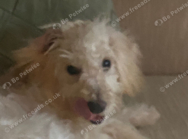 Cockapoo puppy