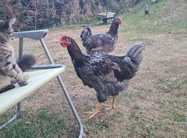 Blue Laced Wyandotte Cockerel