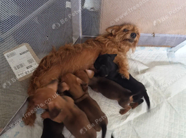 Dorkie puppies