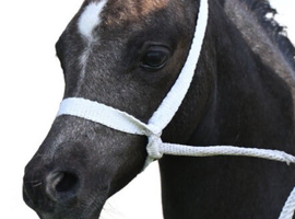 Top class Welsh A colt foal